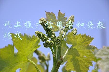 网上推广信用卡和贷款赚钱