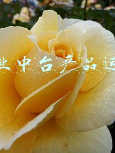 业务中台是中台体系的什么实现营销渠道(中台与数字化转型（一）：新零售，数字化转型与中台的逻辑关系)