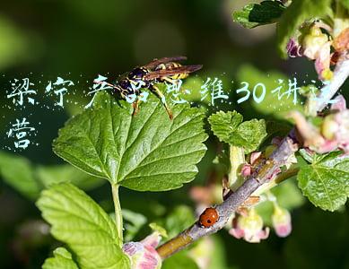 梁宁产品思维30讲运营