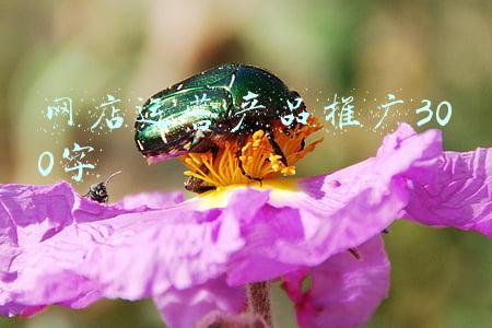 网店运营推广方案(淘宝店铺如何运营推广？)