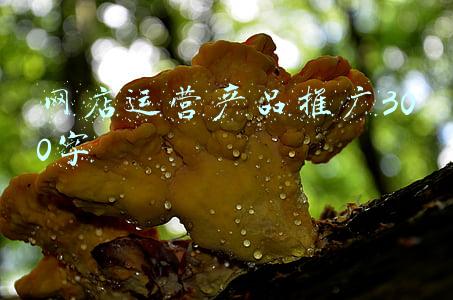 网店运营推广(湖北拓商网络科技有限公司：新手小白都能学会的网店推广技巧)