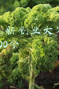 农业创新创业大赛点子大全500个