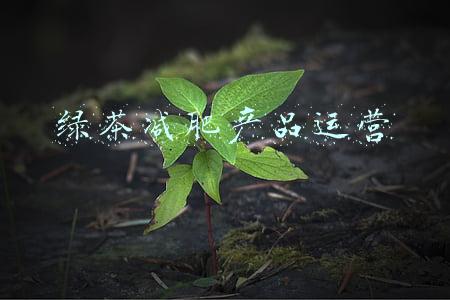 绿茶减肥产品运营