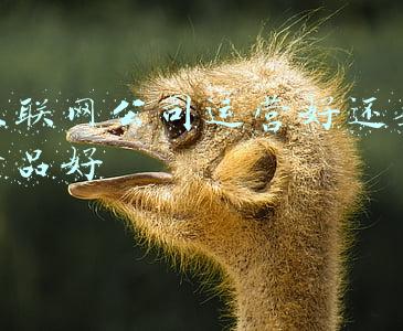互联网运营与一般企业运营的区别(网站运营是什么？)