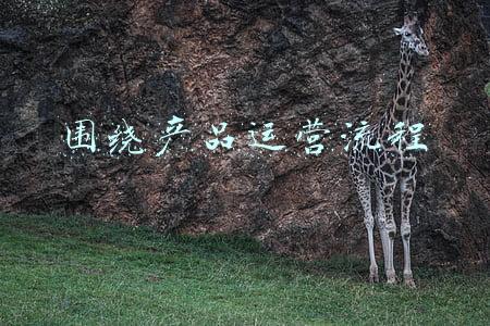 围绕产品运营流程
