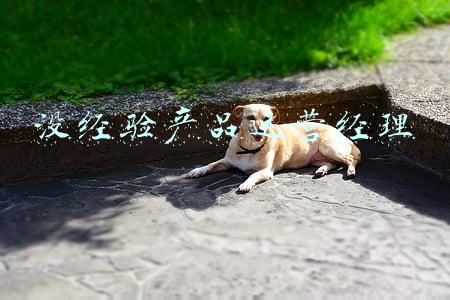 没经验产品运营经理
