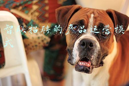 智联招聘的产品运营模式