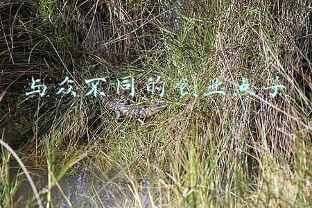与众不同的意思(历年中考满分作文点评：别样)