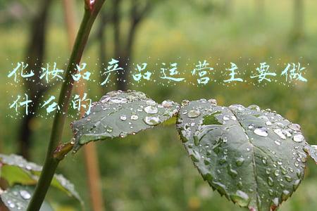 化妆品产品运营主要做什么的