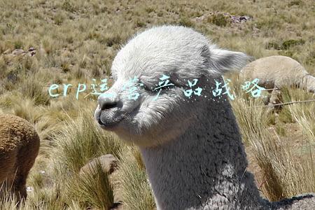 erp企业运营整体战略(梳理SaaS：市场战略、产品战略和运营战略)