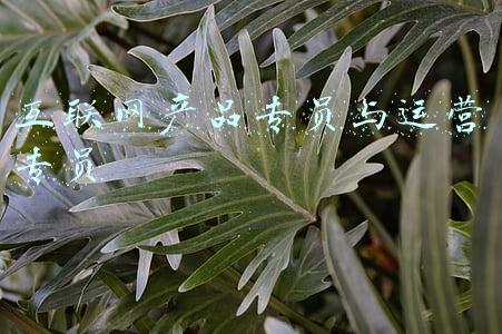 互联网产品专员与运营专员