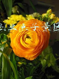 创新创业点子景区创业点子
