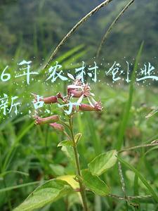 适合农村创业致富新项目(农村这几个门路适合发家，投入大小不等，可选择适合自己的)