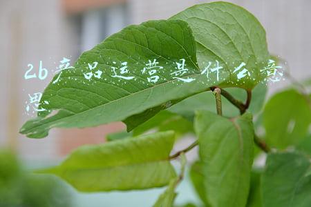 2b类产品是什么(学会这几招，2B产品也能轻松实现高转化)