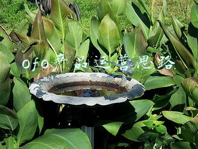 ofo还在运营吗(调查称ofo已无财产可供执行，仍有超1600万用户押金未退回)