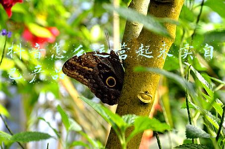 抖音怎么运营起来卖自己产品