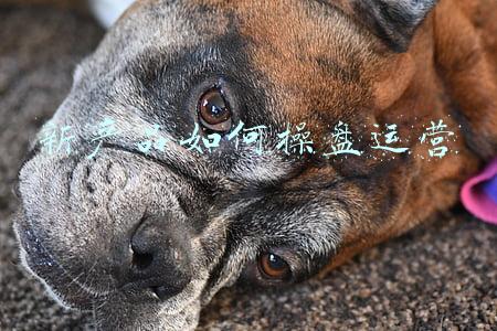 新产品如何操盘运营