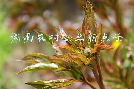农村创业方向(年后不进城打工，在农村干啥好？农民可考虑这4个行业)