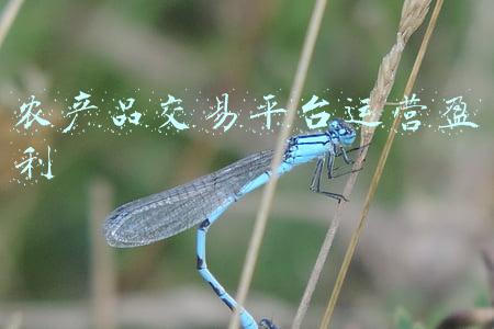 农产品交易平台运营盈利