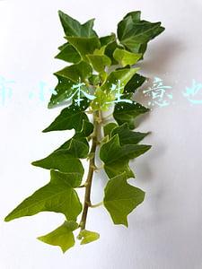 威海市人力资源保障局(威海市人力资源和社会保障服务大厅、威海市医疗保障服务大厅将延期对外开放)