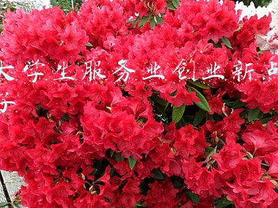 大学生服务业创业新点子