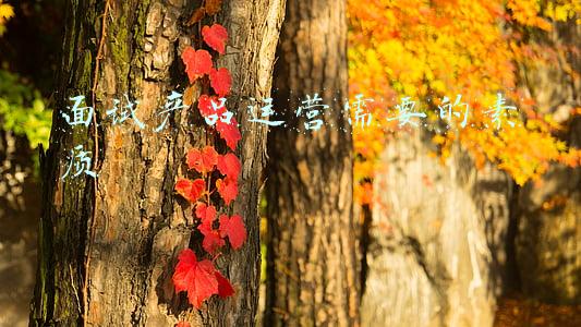 产品运营人员素质测评(一台商务本应有的素质应该是怎样的？)