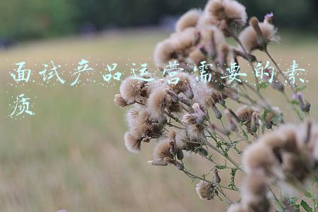 产品经理的素质要求(产品经理需要哪些基本素质？)