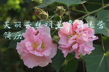 芙丽芳丝明星产品是啥(芙丽芳丝freeplus x :CHOCOOLATE限量版BOXSET火热抢购中！)
