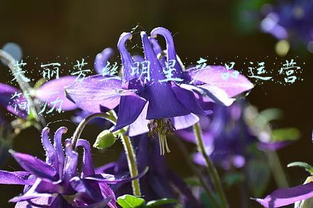 芙丽芳丝明星产品运营简历