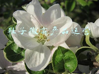 鞋子微商产品运营