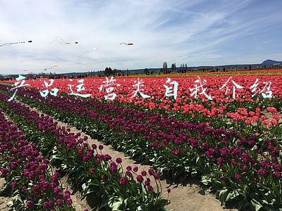 应聘产品运营的自我介绍(春节无爆款，品牌怎么办？)