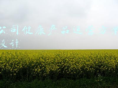 公司健康产品运营方案设计