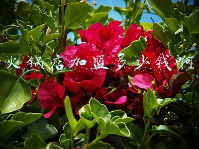 火锅店加盟招商手册，火锅店招商加盟方案