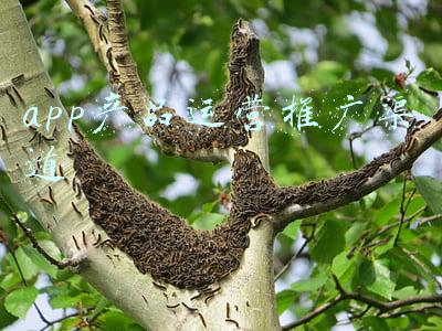 app营销渠道(小程序正瓦解快消品传统经销商渠道)