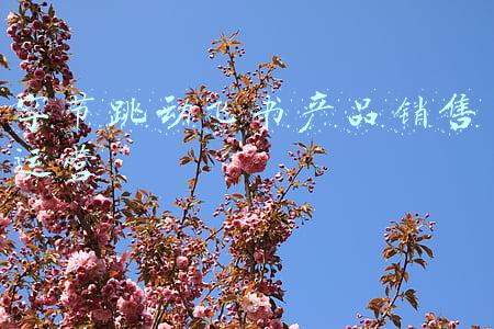 字节跳动飞书产品销售运营