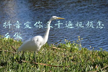 爱你舞蹈视频抖音(青岛抖音父子：有爱尬舞让他们收获百万粉丝)
