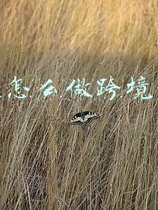 抖音怎么做跨境电商