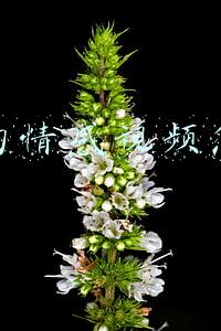 抖音的情感视频怎么做