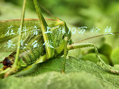 在抖音上涨10万粉丝要怎么做