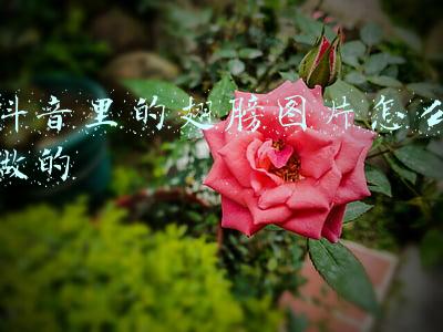 抖音里的翅膀图片怎么做的