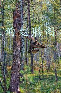翅膀绘画图片(「板绘素材」一堆翅膀的素材)