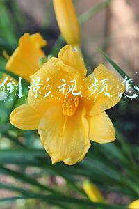 抖音倒影视频怎么做