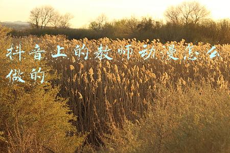 抖音上的动漫人物是怎么做的(抖音上的动画视频是怎么做的)