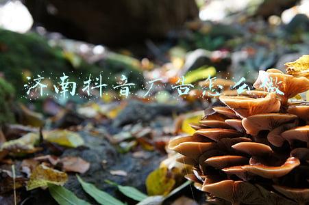 抖音广告制作(抖音短视频广告怎么做？需要哪些条件才可以投广告？)