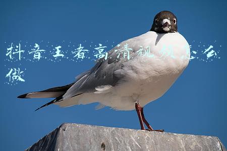 抖音王者高清视频怎么做