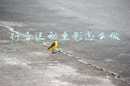 抖音里的重影视频是怎么制作的(抖音特效背后的故事)