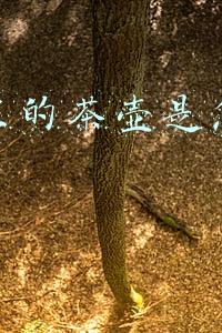 茶壶的制作(如何制作一把紫砂壶)