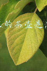 易拉罐做茶壶(谁说养花只能用花盆！水壶易拉罐都是宝，能插叶子就能养花)