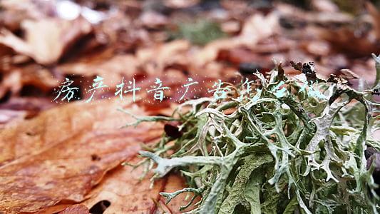 房产抖音广告怎么做