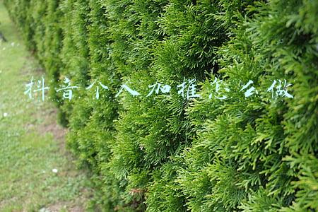 抖音个人加推怎么做